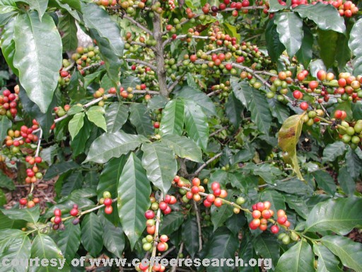 green and red cherries .jpg