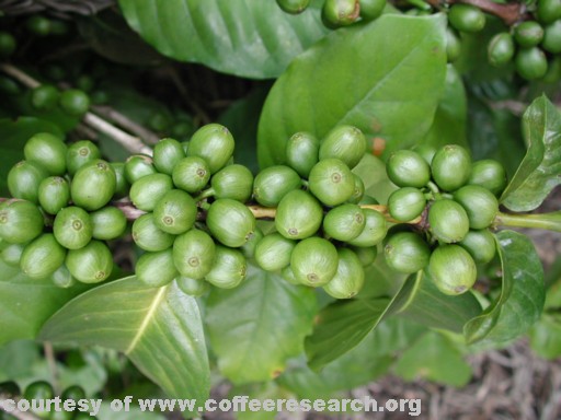 green cherries 3.jpg