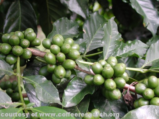 green cherries 7.jpg