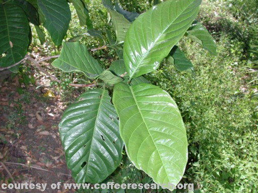 liberica leaves 2.jpg