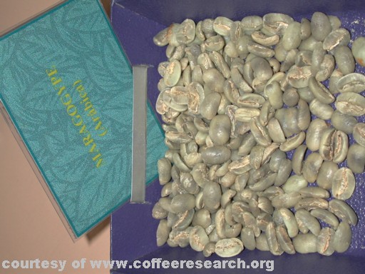 maragogype beans.jpg