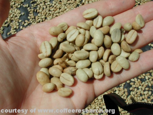 pergamino and hand.jpg