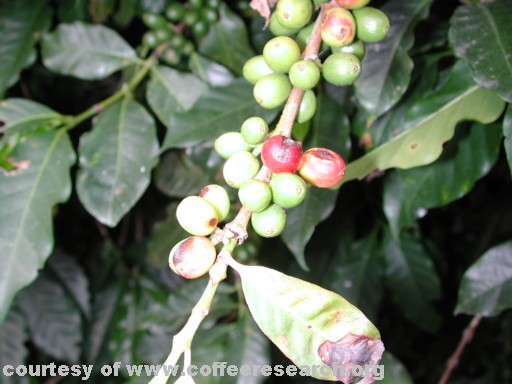 red green problems.jpg