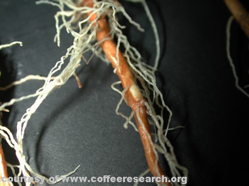 roots with nematodes.jpg