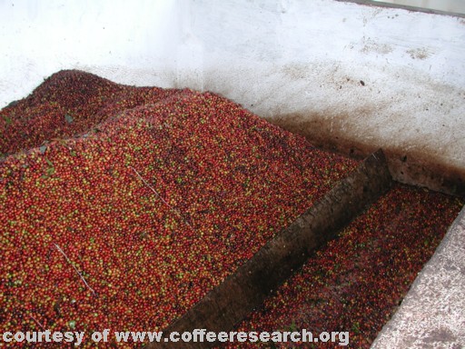 unsorted cherries.jpg